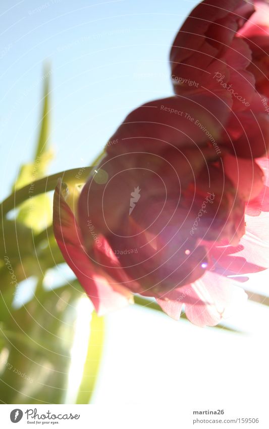 Tulpen im Gegenlicht Farbfoto Außenaufnahme Innenaufnahme Nahaufnahme Experiment Tag Lichterscheinung Sonnenlicht Sonnenstrahlen Froschperspektive Valentinstag