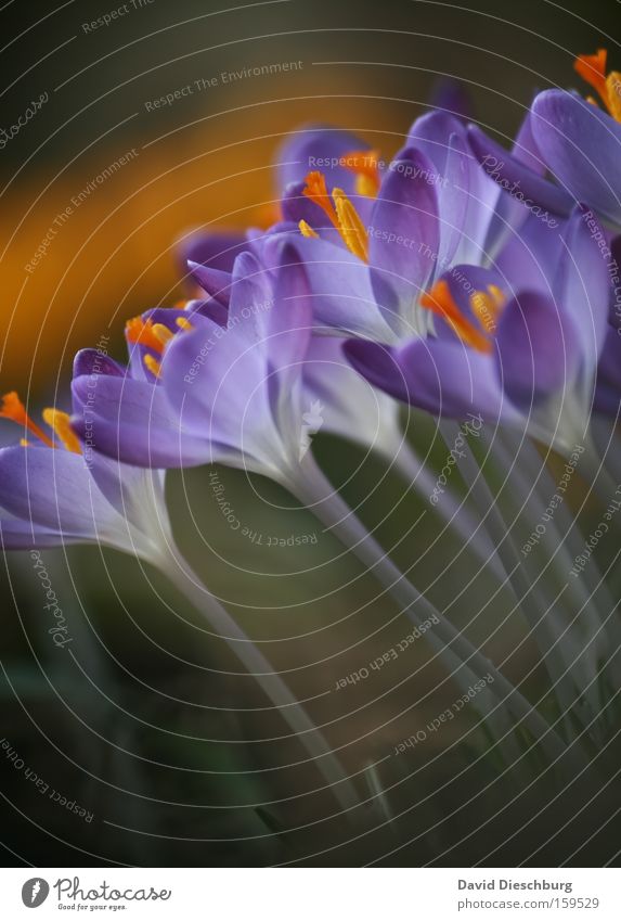 Beginn :-) Farbfoto Nahaufnahme Detailaufnahme Makroaufnahme Kontrast Sommer Natur Pflanze Frühling Blume Blüte Blühend violett Krokusse Stengel Nektar schön