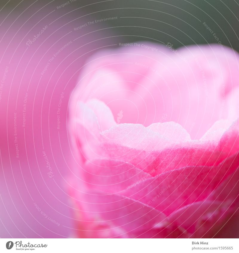 Pretty Pink VI Garten Dekoration & Verzierung Umwelt Natur Pflanze Frühling Sommer Blume Blüte Topfpflanze Park dünn schön rosa Gesundheit Hoffnung Leben