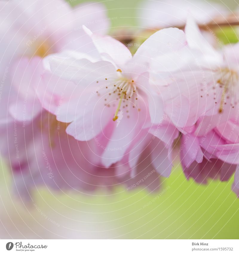 Frühblüher Garten Umwelt Natur Pflanze Frühling Baum Nutzpflanze Park Duft frisch Gesundheit schön natürlich feminin weich rosa Pollen Blütenblatt Blütenstempel