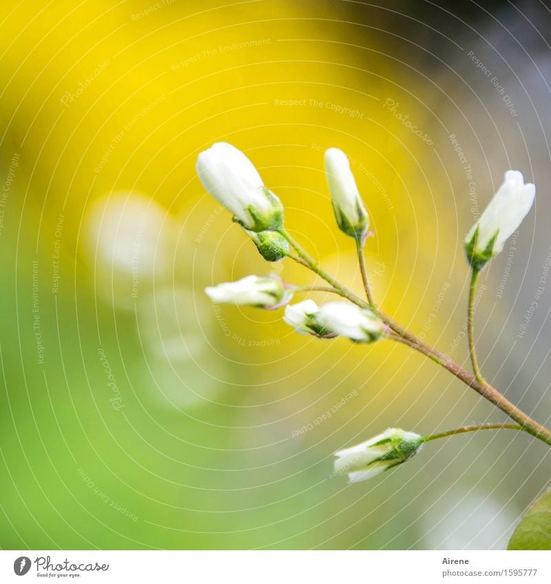 Versprechen Pflanze Schönes Wetter Baum Sträucher Blüte Felsenbirne Blühend Wachstum Freundlichkeit klein positiv gelb weiß Gefühle Frühlingsgefühle Vorfreude