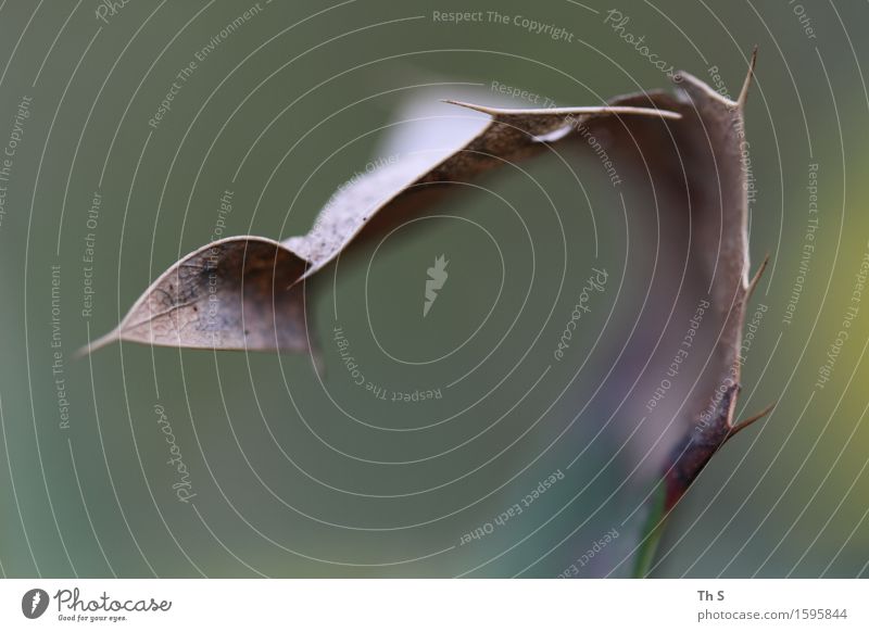 Blatt Natur Pflanze Frühling Herbst Winter Bewegung verblüht ästhetisch authentisch einfach elegant natürlich Spitze braun grün Gelassenheit geduldig ruhig