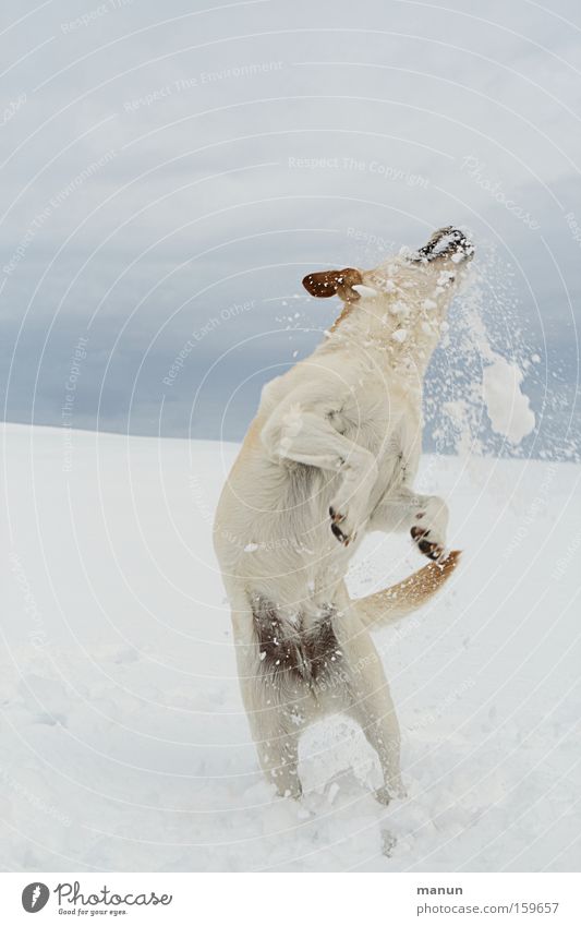 Spieltrieb Hund Schnee Schneefall Winter Freude Lebensfreude Fröhlichkeit Glück Gesundheit Spielen springen Haustier Bewegung Fitness Labrador Retriever