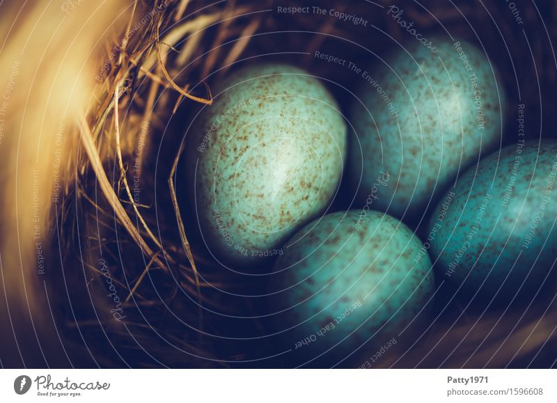 Amselnest Umwelt Tier Vogel Ei Nest Gelege rund türkis Schutz Geborgenheit Warmherzigkeit Zusammensein Freundschaft Fürsorge Natur Zukunft Zusammenhalt Farbfoto