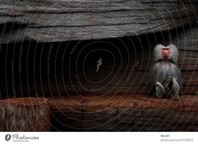 Allein Affen Einsamkeit grau Zoo Pavian Stein Kulisse Blick Fell Säugetier Traurigkeit gefangen einzeln 1 sitzen Gehege Textfreiraum links Langeweile