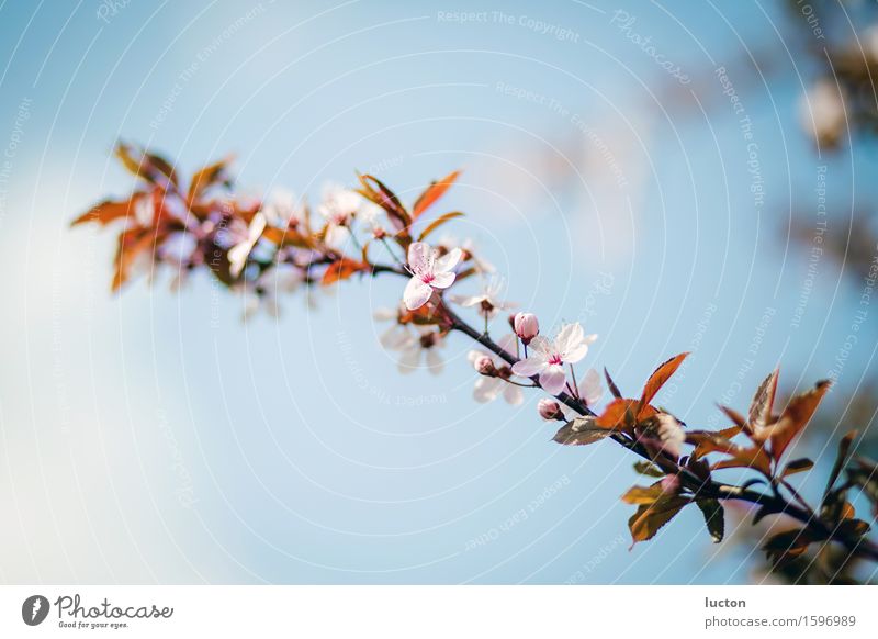 Kirschblütenzweig vor blauen Frühlingshimmel Umwelt Natur Landschaft Pflanze Himmel Schönes Wetter Baum Blatt Blüte Zweig Garten Park Wald Holz ästhetisch Duft