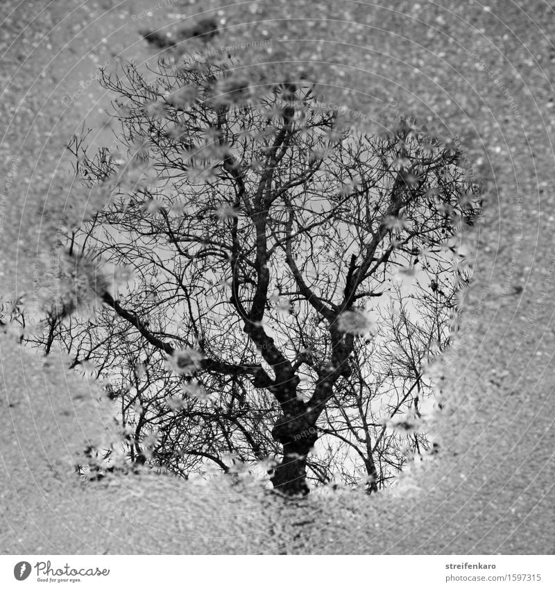s/w | Aus einer anderen Welt Umwelt Natur Pflanze Wasser Baum Straße Holz Wachstum ästhetisch dunkel schön Traurigkeit geheimnisvoll Spiegelbild