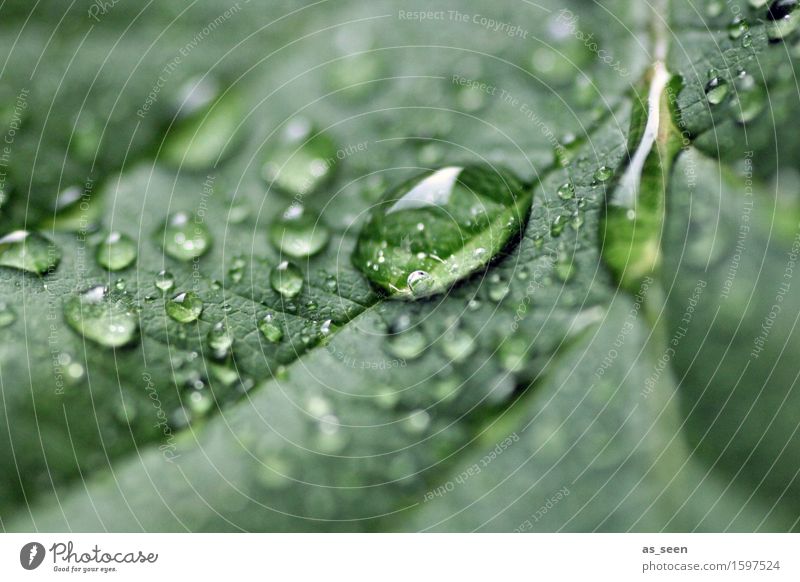 Tau schön Gesundheit Wellness Leben harmonisch ruhig Meditation Ausflug Garten Umwelt Natur Pflanze Wasser Wassertropfen Sonnenlicht Frühling Sommer Blatt