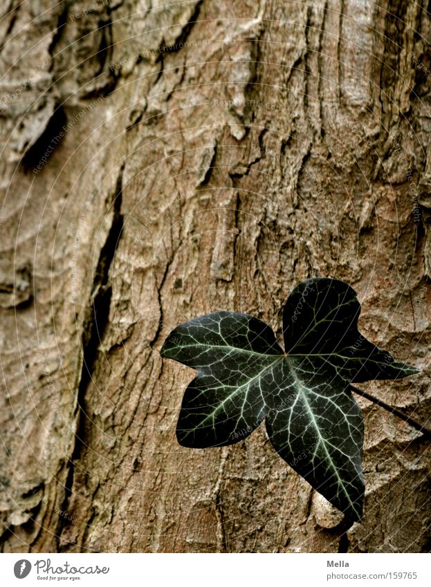 Eins Efeu Blatt Baumrinde Baumstamm grün braun einzeln Einsamkeit Single Wachstum gedeihen