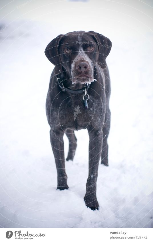 Sie haben gerufen? Hund Tier Halsband Schnee Schneefall Jagdhund frontal kalt Eis Wachsamkeit Winter Säugetier deutsch kurzhaar Hundehalsband