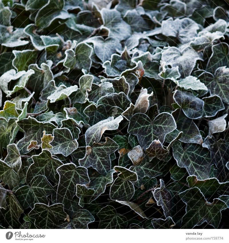 Efeu Pflanze Eis gefroren Raureif Winter Dezember Januar kalt grün Natur Biologische Landwirtschaft Blatt Hintergrundbild Strukturen & Formen umrandet