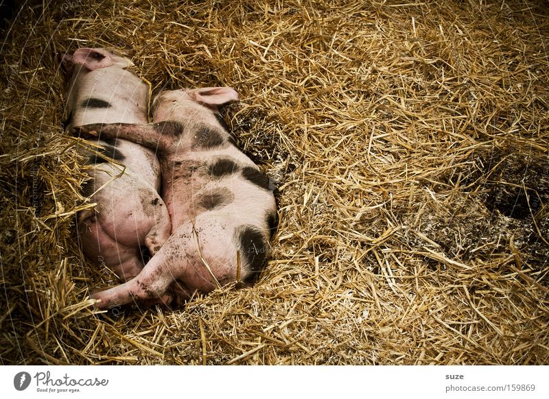 Schweinerei Bioprodukte Glück Wohlgefühl Tier Nutztier Ferkel 2 Tierpaar schlafen rosa Tierliebe Borsten gefleckt Stroh Stall tierisch Kuscheln Saustall
