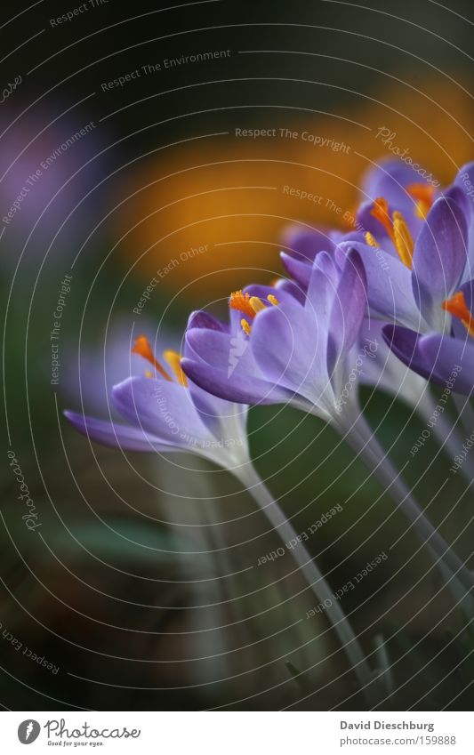 Vom Krokus geküsst Farbfoto Nahaufnahme Detailaufnahme Makroaufnahme Kontrast Natur Pflanze Frühling Sommer Blume Blüte Blühend blau violett Krokusse Stengel