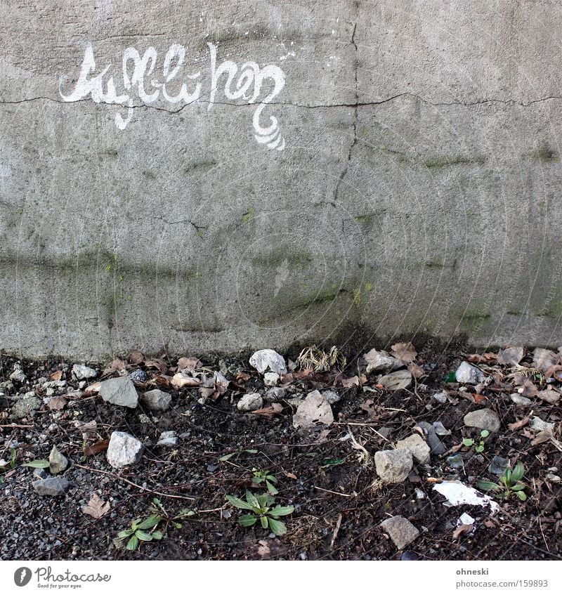 Es wird Frühling! Blühend Mauer Stein Pflanze Typographie Graffiti Straßenkunst Hoffnung Leben Beginn Buchstaben Schriftzeichen Wandmalereien Erfolg