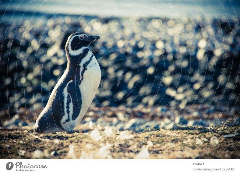 Strandbutler Küste Tier Pinguin 1 beobachten stehen warten elegant kalt Neugier Patagonien Textfreiraum rechts Tierporträt