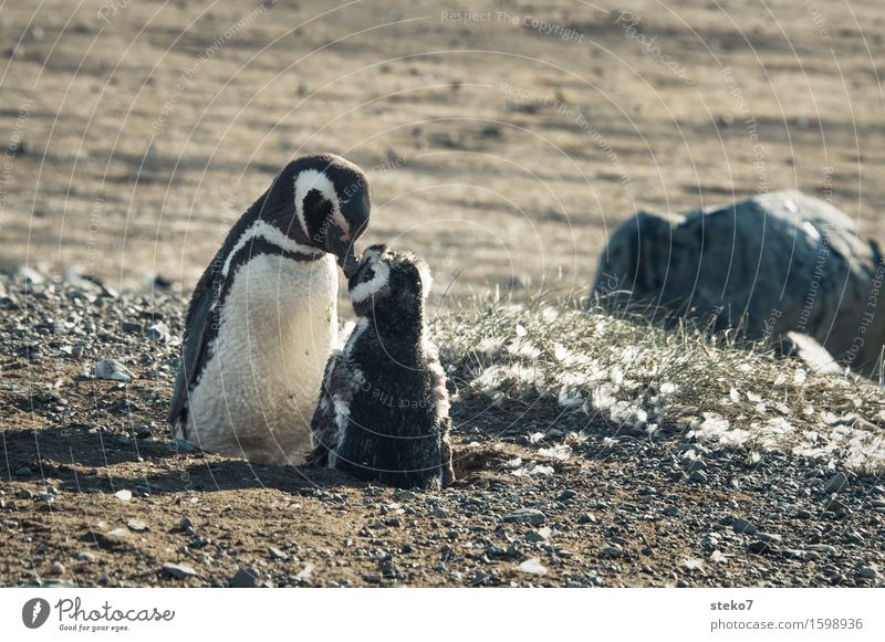 Morgens in Patagonien Küste Magellanpinguine Pinguin 2 Tier Tierjunges berühren genießen Reinigen Akzeptanz Geborgenheit Freundschaft Zusammensein aufwachen
