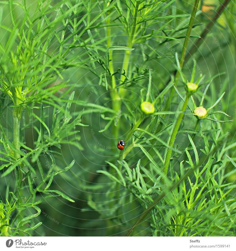 grün ist meine ganze Welt Marienkäfer Käfer Glückskäfer Glücksbringer Glückssymbol aufwärts Farbfleck Leichtigkeit nach oben hochstreben nach oben streben