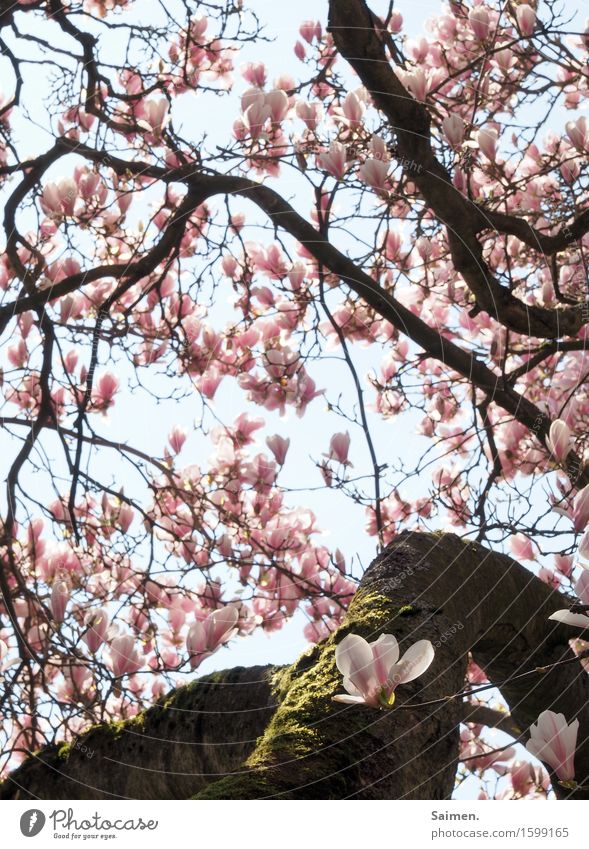 Magnolienblüte Magnolienbaum Magnolienblpte blühen Blütenblätter Blätter Natur umwelt schön Detailaufnahme pflanze leben wachsen Moos Baumstamm äste