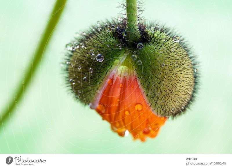 Kapsel einer Blüte Islandmohn öffnet sich vor hellgrünem Hintergrund Garten Pflanze Wasser Wassertropfen Frühling Sommer Regen Blume Blütenblatt Wachstum nass