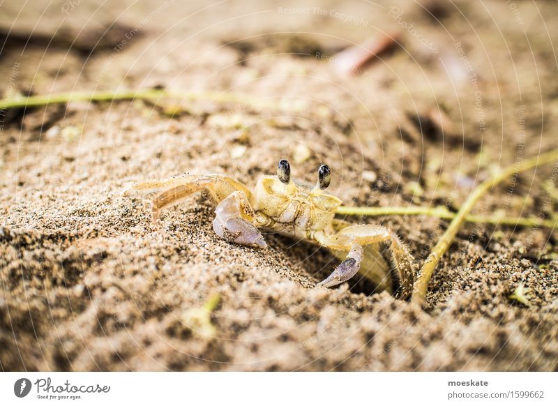 Krabbe am Strand Tier 1 braun Costa Rica Farbfoto Gedeckte Farben Außenaufnahme Nahaufnahme Detailaufnahme Makroaufnahme Tag Schwache Tiefenschärfe Tierporträt
