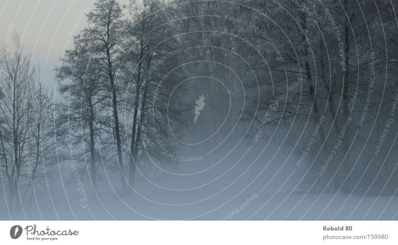 Die Ruhe im Nebel Natur Baum Winter Schnee Silhouette Trauer Landschaft Querformat Ruhe Stille