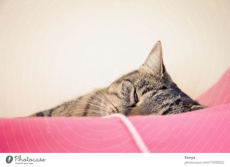 Katze schlafend Tier Haustier 1 genießen rosa Geborgenheit träumen Halbschlaf ruhig Tigerfellmuster Innenaufnahme Textfreiraum oben Licht Tierporträt