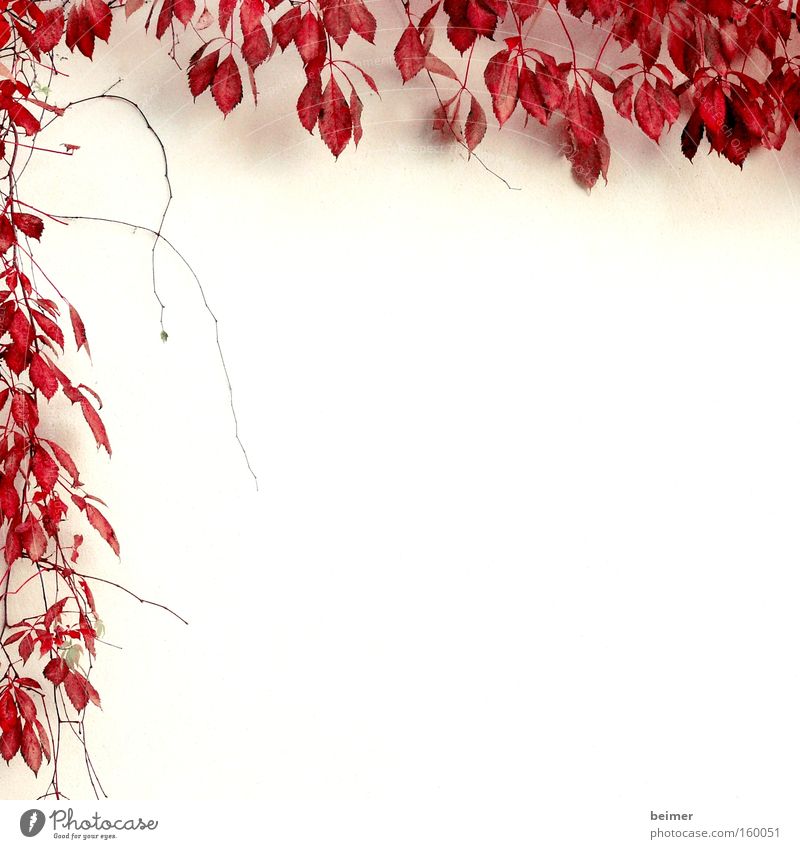 Kletterpflanze II Pflanze Ranke Wand zart Rahmen umrandet Hintergrundbild Natur Blatt Kletterpflanzen Wachstum rot Herbst