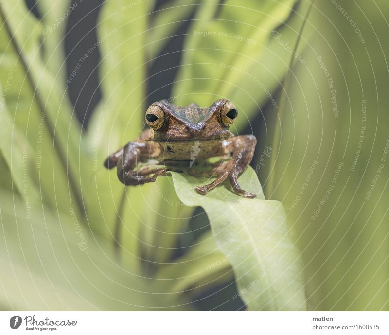 Überbreite Natur Pflanze Tier Frosch 1 sitzen braun grün Auge Blick in die Kamera Farbfoto Gedeckte Farben Nahaufnahme Muster Strukturen & Formen Menschenleer