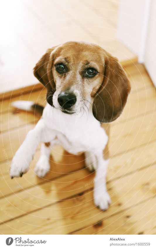 Jetzt krich ich aber was, oder? Wohnung Dielenboden Tier Haustier Hund Beagle 1 Holz Blick ästhetisch außergewöhnlich Coolness Freundlichkeit gut kuschlig