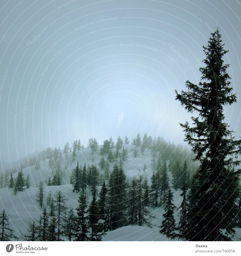 ^| Wald Baum Nadelwald Hügel Berge u. Gebirge Schnee Winter Ast Nebel Dunst Himmel bedeckt Landschaft ruhig