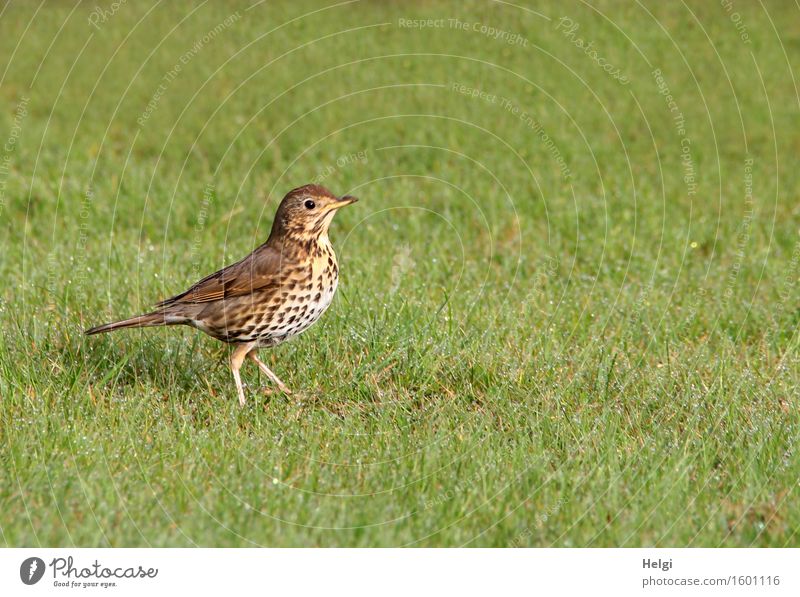 weiter gehts... Umwelt Natur Pflanze Tier Frühling Schönes Wetter Gras Grünpflanze Garten Wildtier Vogel Drossel 1 Bewegung gehen ästhetisch einzigartig