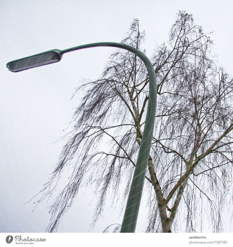 Allergie Birke Baumstamm Ast Zweig Pollen Allergiker Laterne Peitschenlaterne Beleuchtung birkenpollenallergie