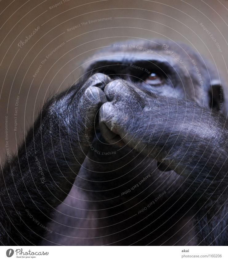 Gorilla Affen Tier Menschenaffen Gehege nachdenklich Sorge kümmern Futter Existenz Leben Finanzkrise Aktien Börse Basel Säugetier usertreff Ernährung