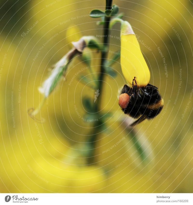 hang on honey Hummel Honig Tier Insekt Blume Blüte Jahreszeiten Imker Pflanze Natur Nektar Frühling Sommer Ernährung