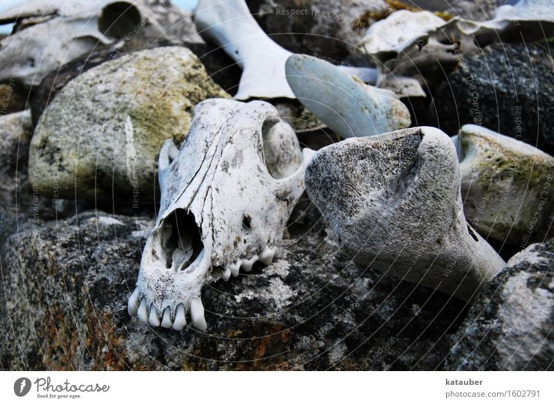 schafskrimi Felsen Mauer Stein Totes Tier Schaf Schädel Skelett Beine ästhetisch dunkel gruselig grau Trauer Tod Angst Ende Traurigkeit horror Zähne gebiss