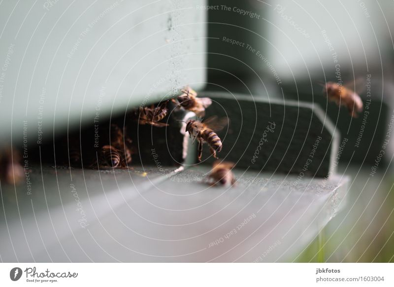 Flugbiene Lebensmittel Ernährung Umwelt Natur Tier Nutztier Biene Flügel Schwarm Aggression einzigartig Geschwindigkeit schön süß Imkerei Insekt Honig