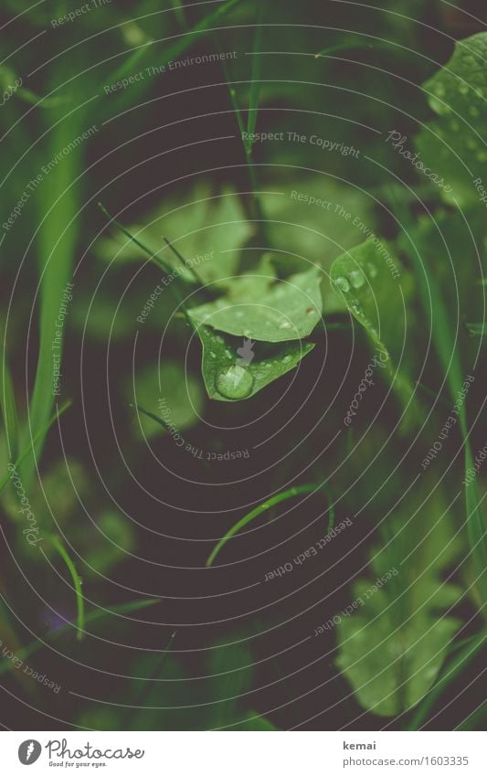 Nasse Zeiten Umwelt Natur Pflanze Wassertropfen Herbst Regen Gras Blatt Grünpflanze Wildpflanze Löwenzahn Wiese authentisch dunkel frisch nass natürlich grün