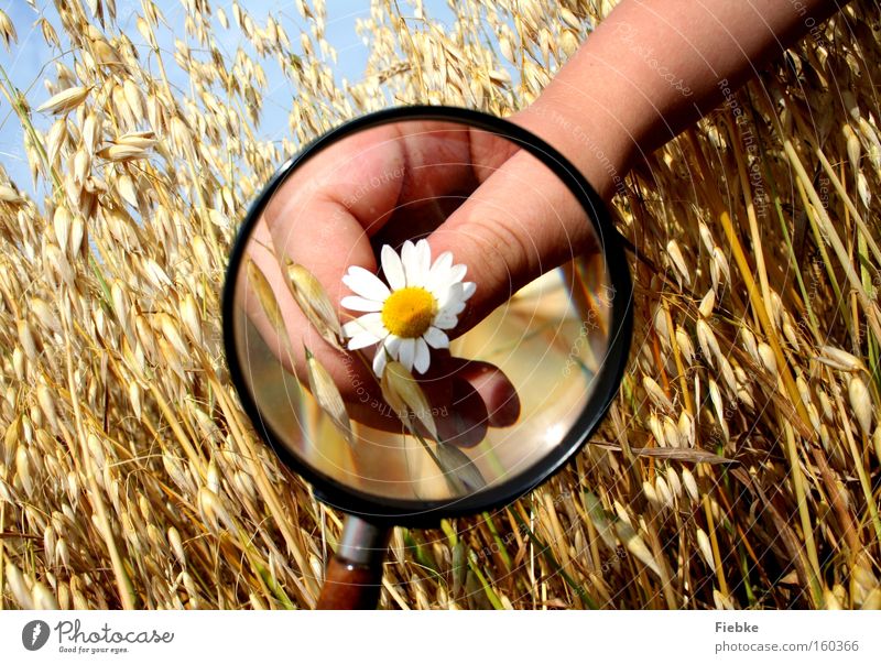 Naturforscher Lupe Blume Getreide Feld Sommer Hand Finger Gänseblümchen Wissenschaftler Freude Interesse Neugier untersuchen Wissenschaften forschen