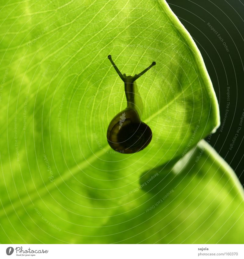 schneckentempo Pflanze Tier Blatt Schnecke 1 ästhetisch schleimig grün Fühler Botanischer Garten blattrand langsam geduldig Farbfoto Außenaufnahme Nahaufnahme