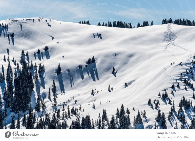 Bergwinter Umwelt Natur Landschaft Himmel Winter Schönes Wetter Schnee Baum Hügel Berge u. Gebirge Freiheit Pause Ferne Skispur Bäume sanft Farbfoto