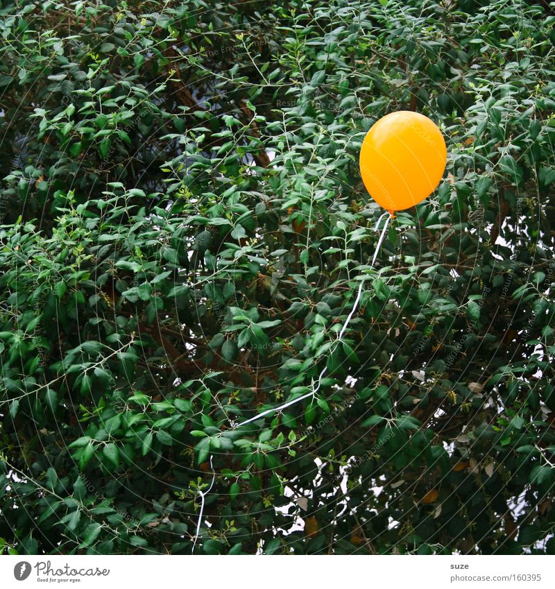 Einer von 99 Luftballon gelb blasen Geburtstag Feste & Feiern Gummi Baum fliegen Dekoration & Verzierung Einsamkeit Ballonfahrt platzen Platzangst Luftverkehr
