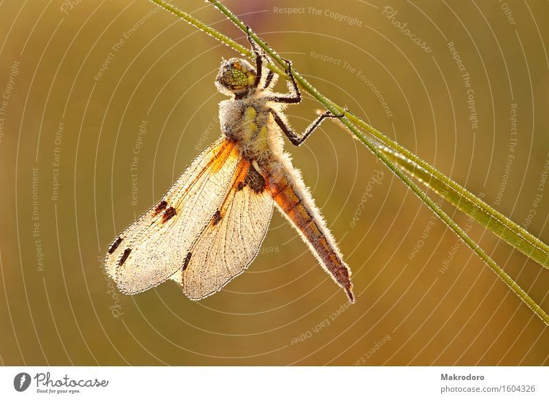 Vierfleck - Libelle Tier 1 schlafen glänzend schön Gefühle Stimmung Glück Morgenstarre Eiskristall Farbfoto mehrfarbig Außenaufnahme Nahaufnahme Detailaufnahme