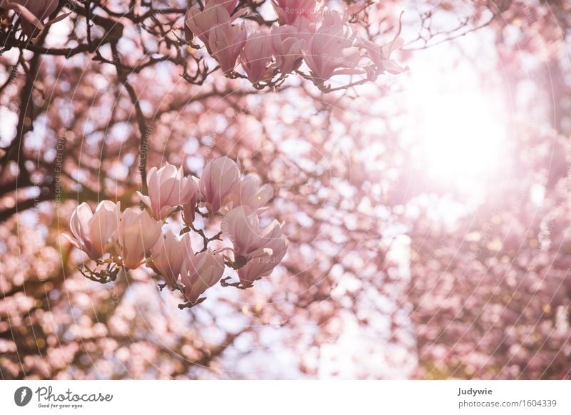 Ich mag Nolien III Umwelt Natur Sonne Frühling Sommer Schönes Wetter Pflanze Baum Sträucher Blüte Magnoliengewächse Garten Park hell Kitsch schön rosa Idylle
