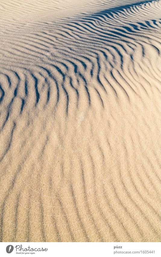 Wellen Umwelt Natur Landschaft Urelemente Erde Sand Küste Strand Nordsee gelb Bewegung Einsamkeit Sandstrand sanft körnig Sandkorn geschwungen Licht