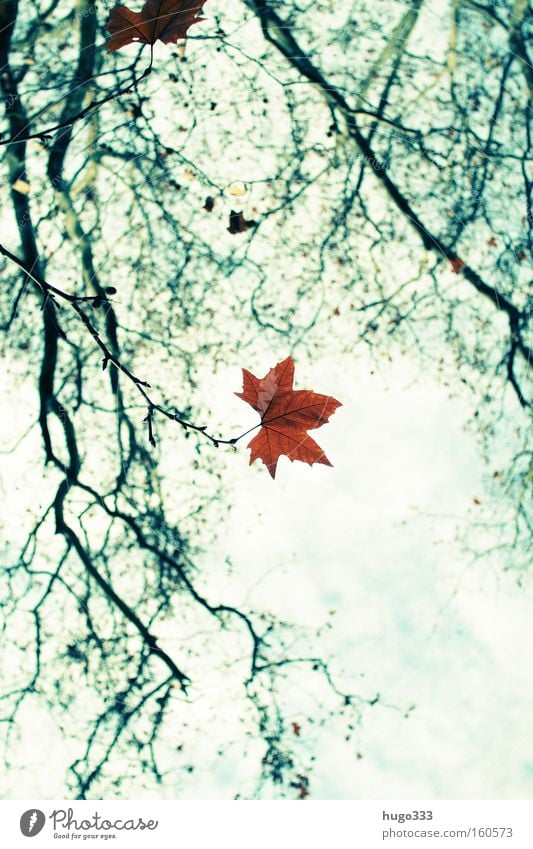 Herbstliches Blatt Einsamkeit leer grün gelb Zweig Ast Natur blau Himmel Ende Abschied Herbstlaub Kontrast Trauer Verzweiflung