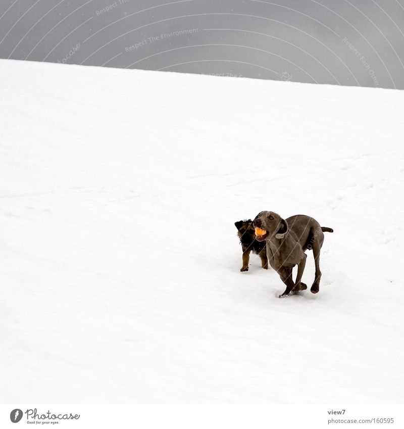 Emil und Tia Hund Schnee Ball laufen Rennsport Spielen Freundschaft Winter kalt Neuschnee Terrier Weimaraner Freude Säugetier Ballsport arportieren