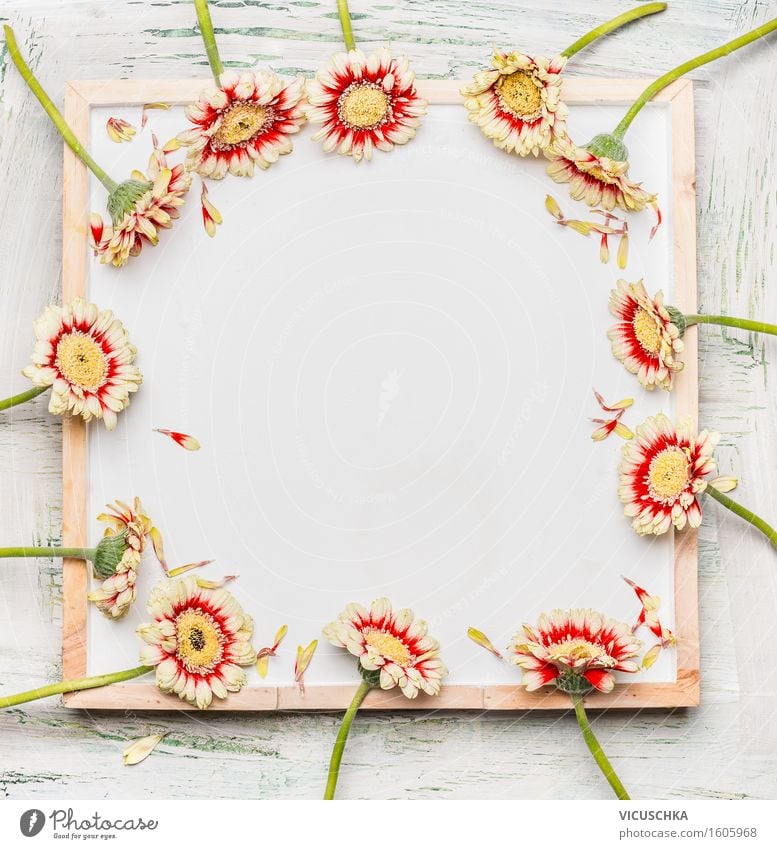 Gerbera Blumen auf weißer Tafel Stil Design Dekoration & Verzierung Feste & Feiern Valentinstag Muttertag Geburtstag Natur Pflanze Blatt Blüte Blumenstrauß