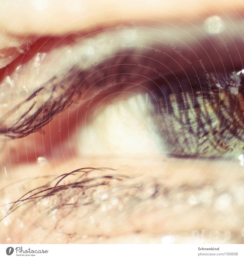 Das Auge grün Wimpern Reflexion & Spiegelung Schminke Makroaufnahme Nahaufnahme Blick Organ Schatten Haut schön Eye Haare & Frisuren Augenheilkunde