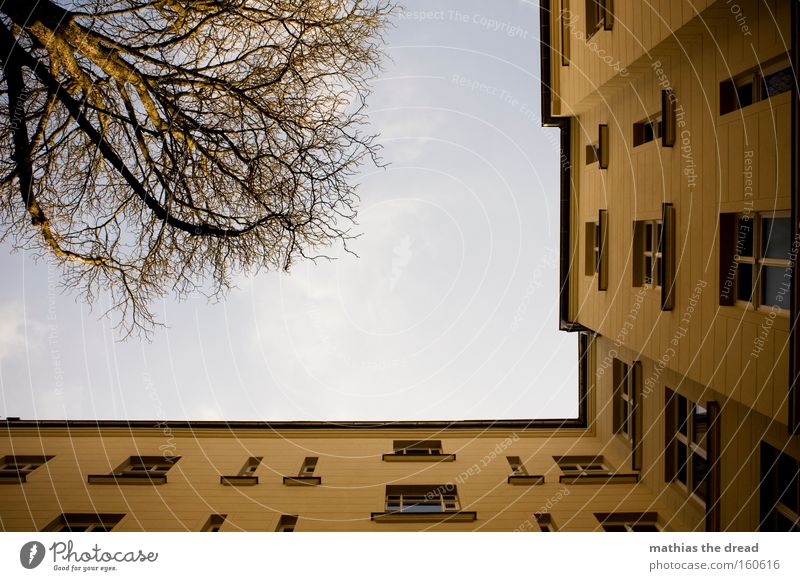 HINTERHOF Haus Gebäude Altbau Wohnung Froschperspektive Himmel blau Fenster Linie Baumkrone Ast Holz Fensterscheibe hoch