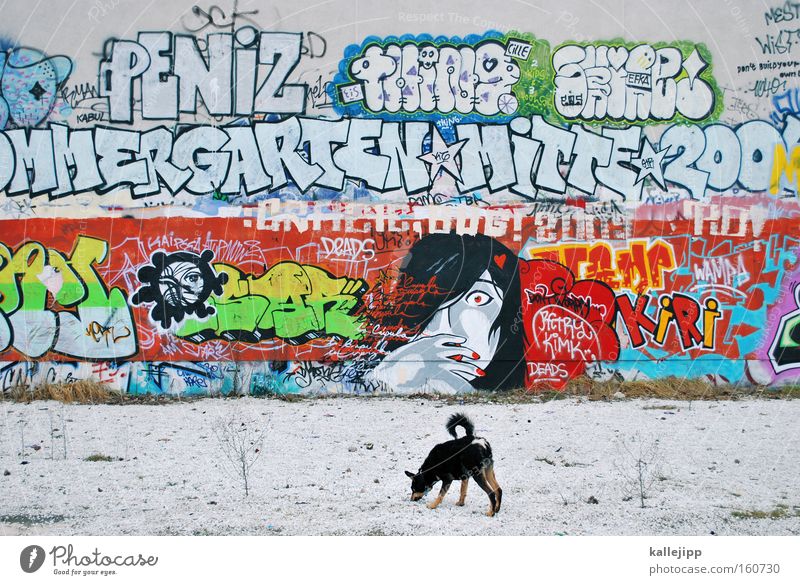 stadtaffe Graffiti Kunst Stadt Frau Hund Wand Kultur Gesellschaft (Soziologie) Schriftzeichen Schriftstück Buchstaben ungesetzlich Ghetto Säugetier Pop-Art